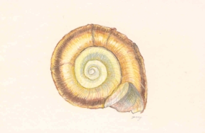 freshwater shell