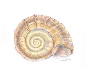 shell2