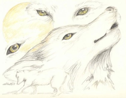 wolf-sketches
